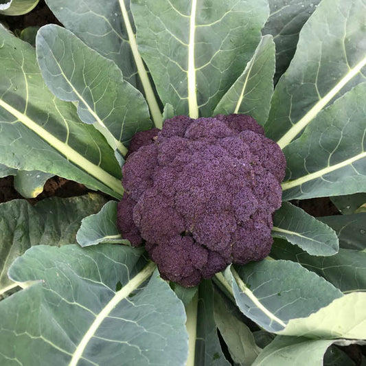 Calabrese Purple Rain F1