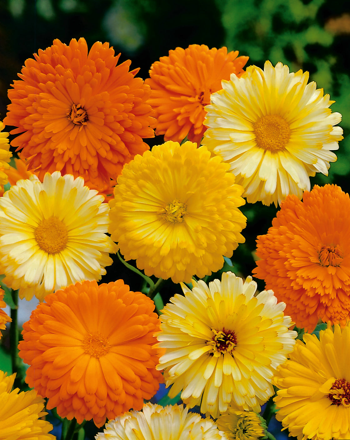 Caledula Color Calendula Art Shades Mixed – MoreVeg Seeds