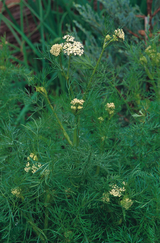 Caraway