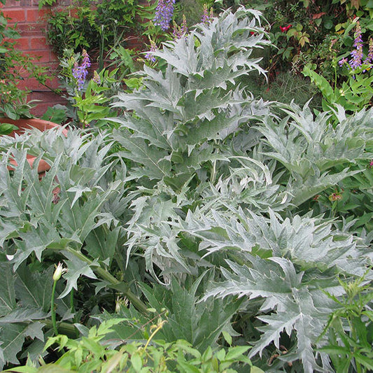 Cardoon