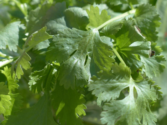 Coriander Cadiz