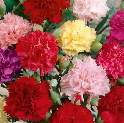Carnation Superb Series Mixed