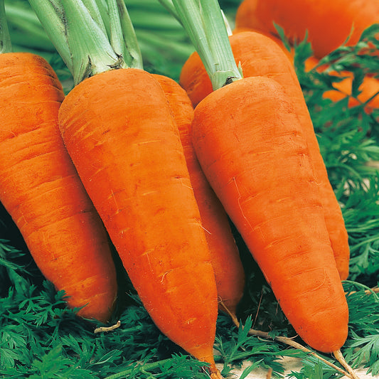 Carrot Chantenay Red Cored