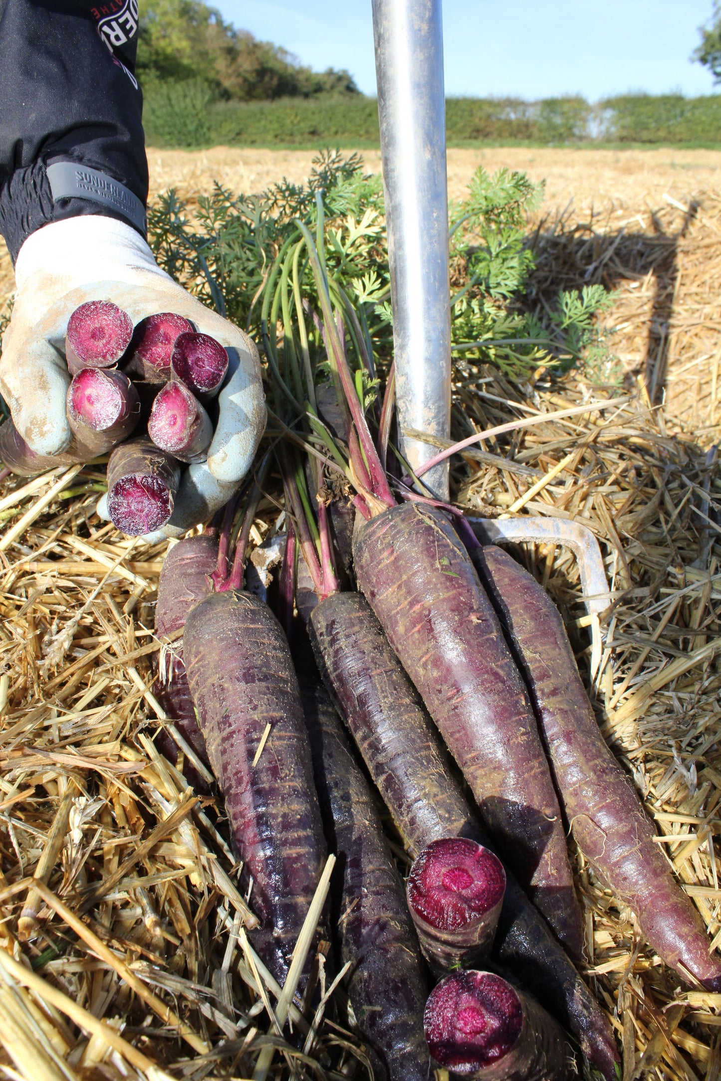 COLOURFUL CARROTS 2026