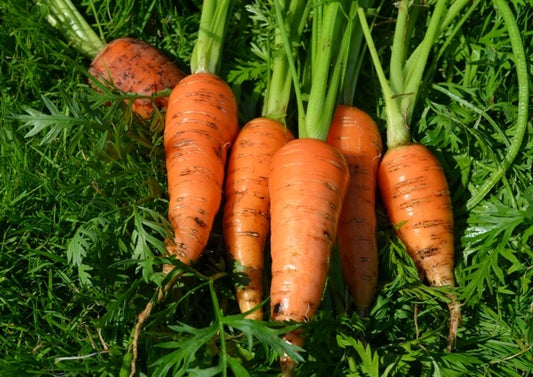 Carrot Bambino