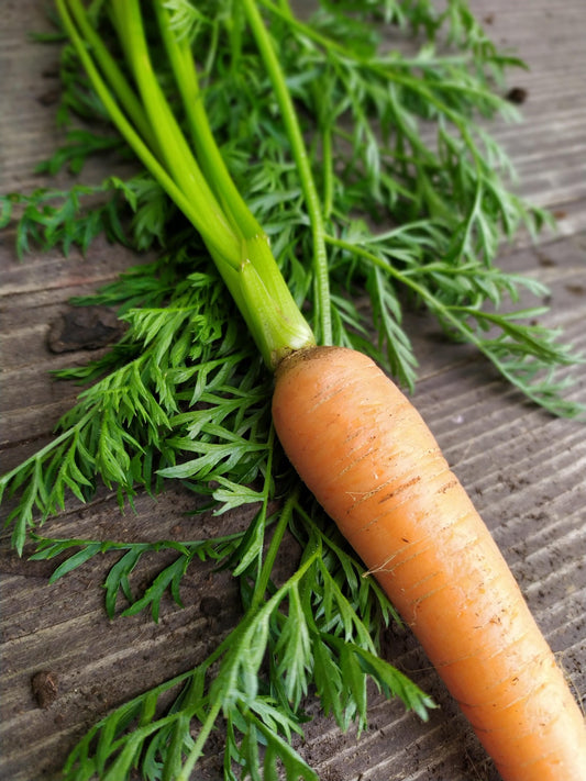 Carrot Darina