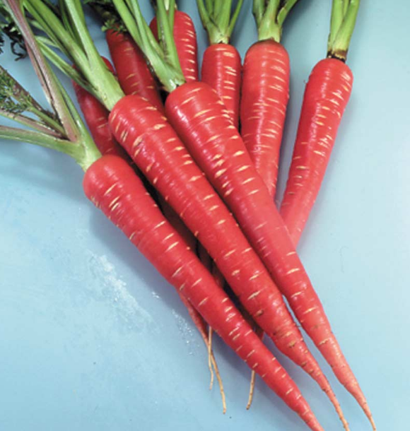COLOURFUL CARROTS 2026