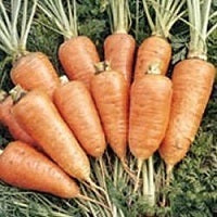 picture of 2025 Colourful Carrots