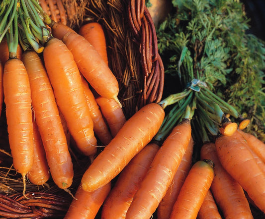 Carrot Amsterdam Forcing