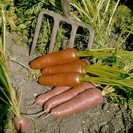 Carrot Flyaway F1