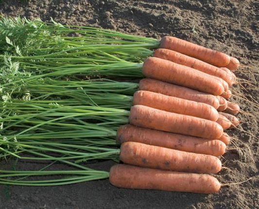 Carrot Miami F1