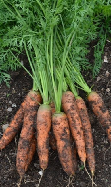 Carrot Milan