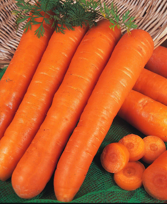 Carrot Nantes