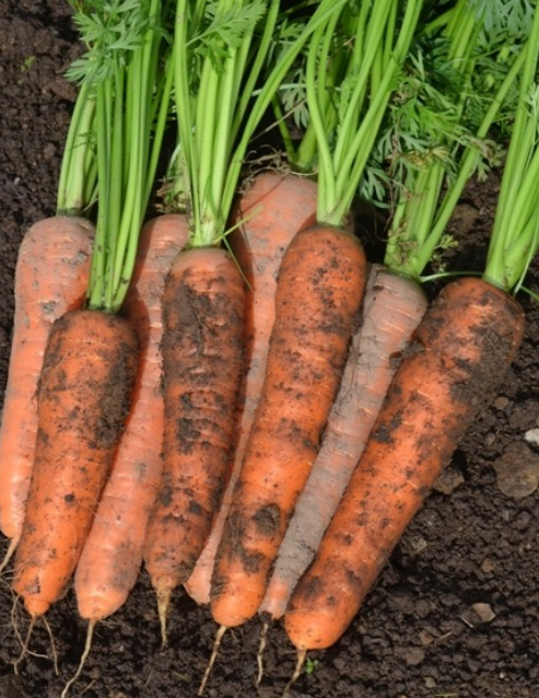 Carrot Solvita