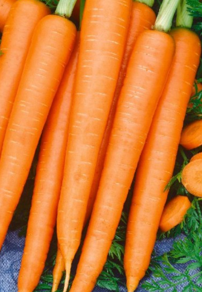 Carrot Tendersweet