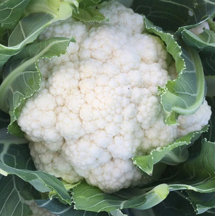 Cauliflower Orkney F1