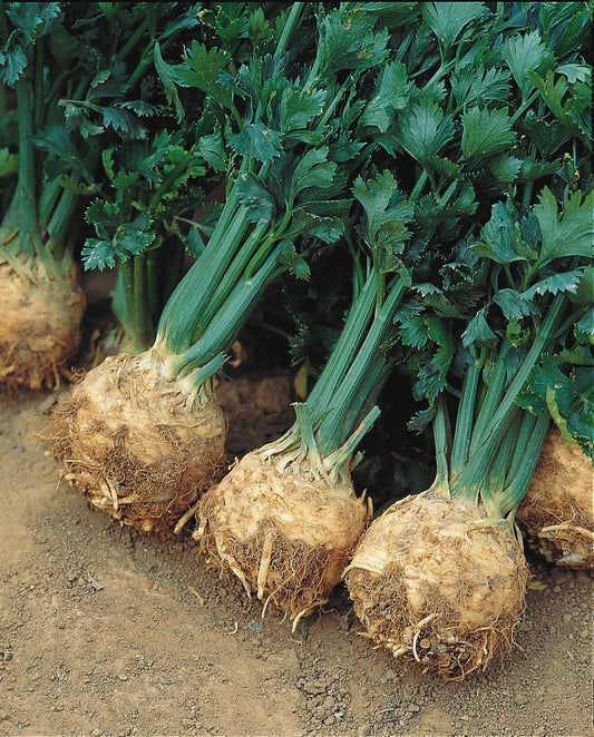 Celeriac Prinz