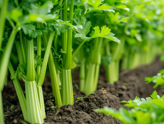 Celery Celebrity