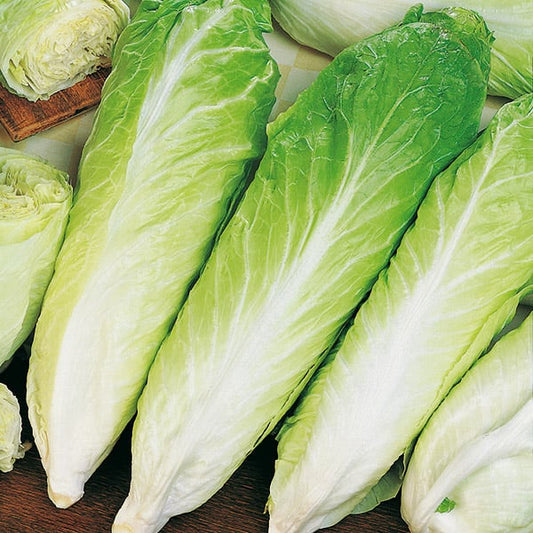 Chicory Sugar Loaf (Pain De Sucre)