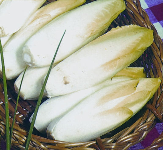 Chicory Brussels Witloof