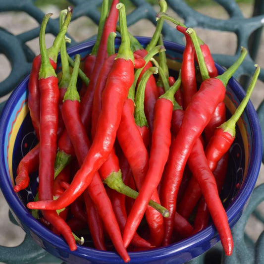 picture of Chilli Cayenna naturally nurtured seed