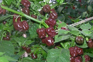 picture of Chilli Habanero Chocolate