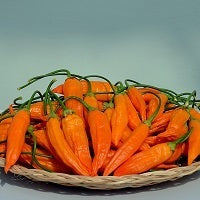 picture of Chilli Havanna Gold