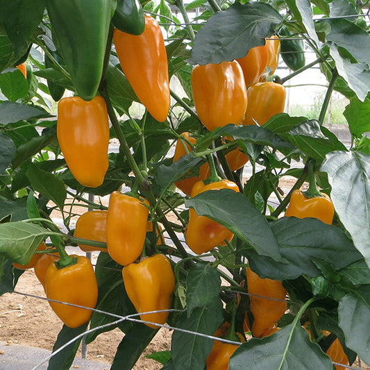 picture of Chilli Midas