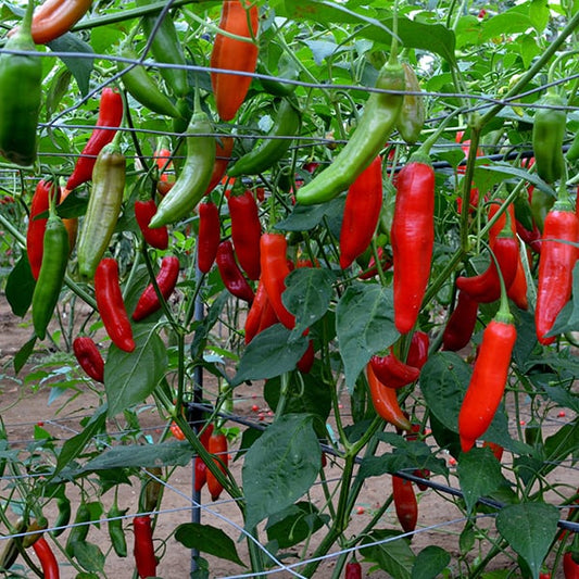 Chilli Aji Delight