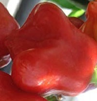 picture of Chilli Bishops Crown