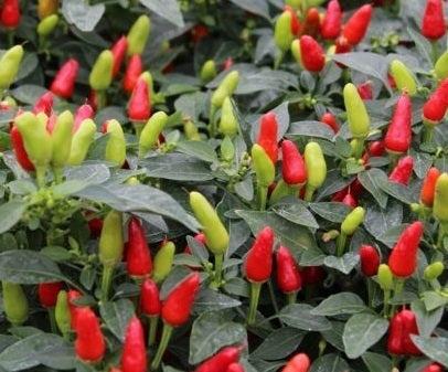 picture of Chilli Fields Of Fire
