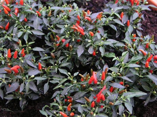 Chilli Demon Red