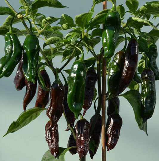 Chilli Machu Pichu