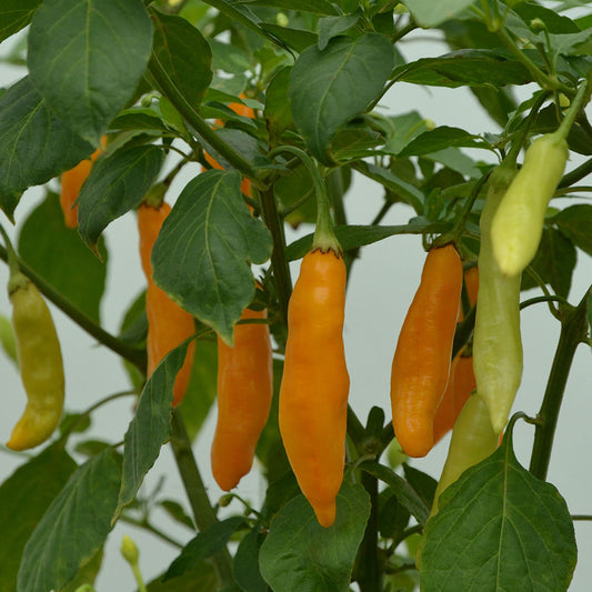 Chilli Madre Vieja