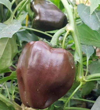 Chilli Onza