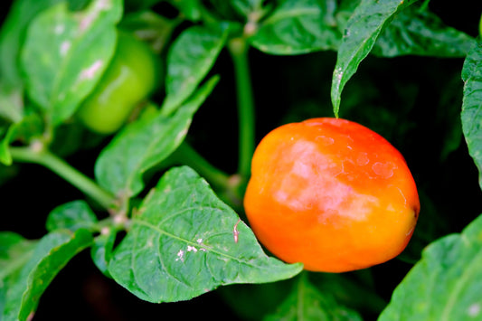 Chilli Orange Koral