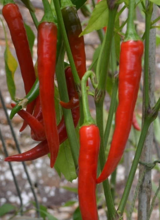 Chilli Ring Of Fire