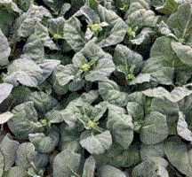 picture of Chinese Broccoli Rafiki
