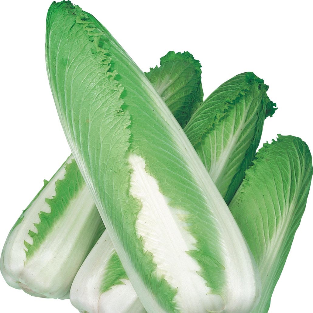 Chinese Cabbage Green Rocket F1