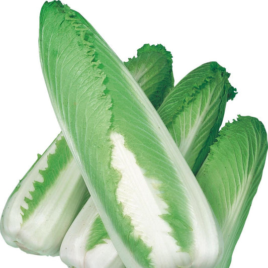Chinese Cabbage Green Rocket F1