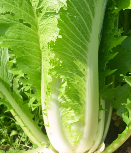 Chinese Cabbage Granat
