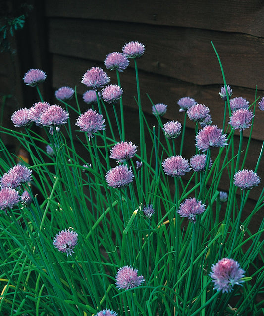 Chives