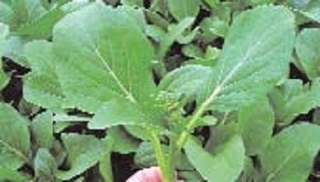picture of Oriental Choy Sum Fuubi