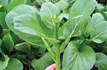 picture of Oriental Choy Sum Gunsho