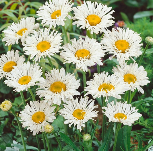 Chrysanthemum Leucanthemum Crazy Daisy