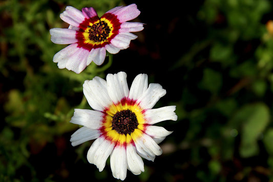 Chrysanthemum Painted Daisy