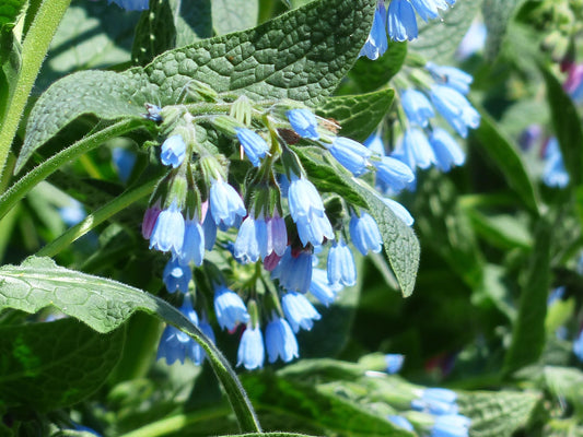 Comfrey