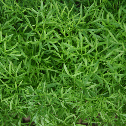 Coriander Confetti