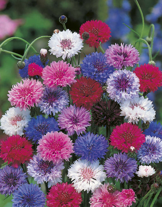 picture of Cornflower Polka Dot Mix