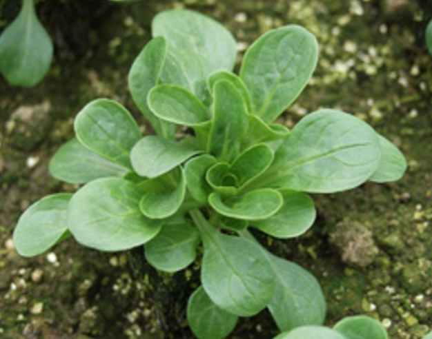 Love February Sowing